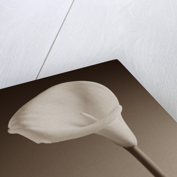 Cally Lily by Tom Marks