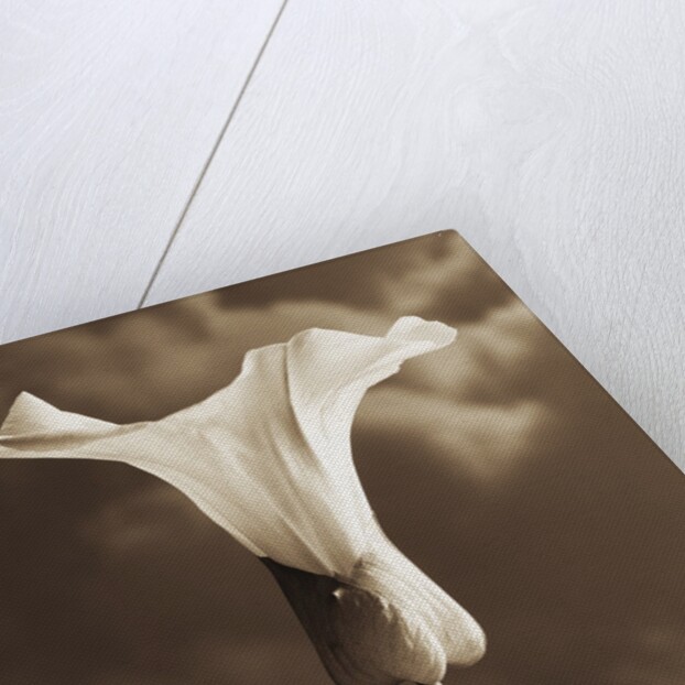 Morning Glory by Tom Marks