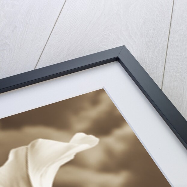 Morning Glory by Tom Marks