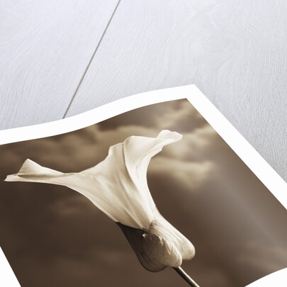 Morning Glory by Tom Marks