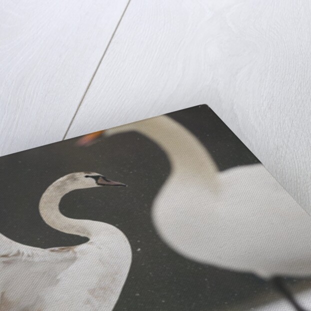 Mute swans in winter by Anonymous