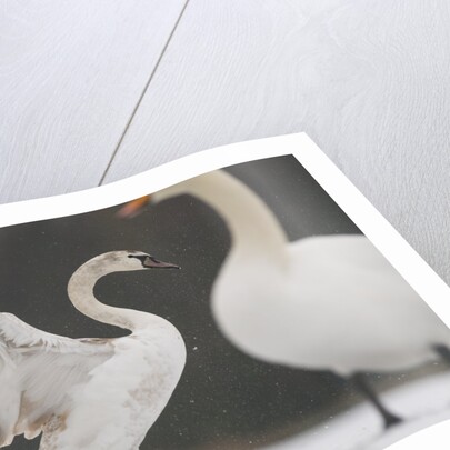 Mute swans in winter by Anonymous