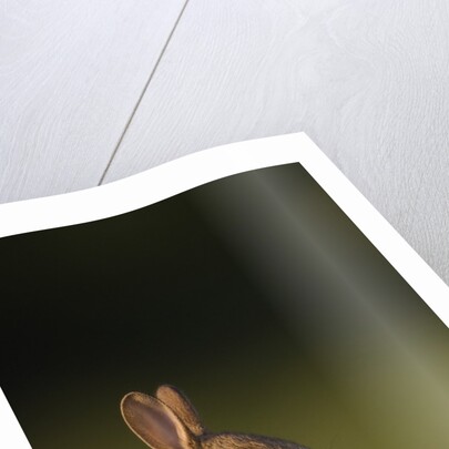 Baby Rabbit in grass by Anonymous