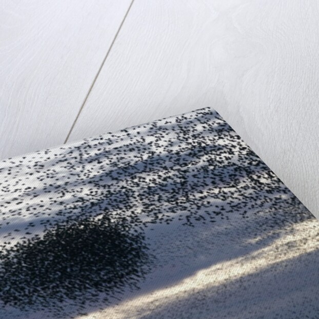 Mass of Starlings flying at twilight by Anonymous