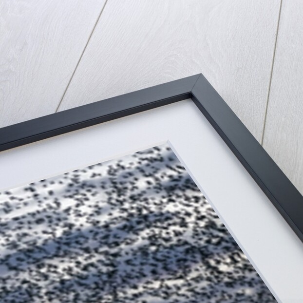 Mass of Starlings flying at twilight by Anonymous