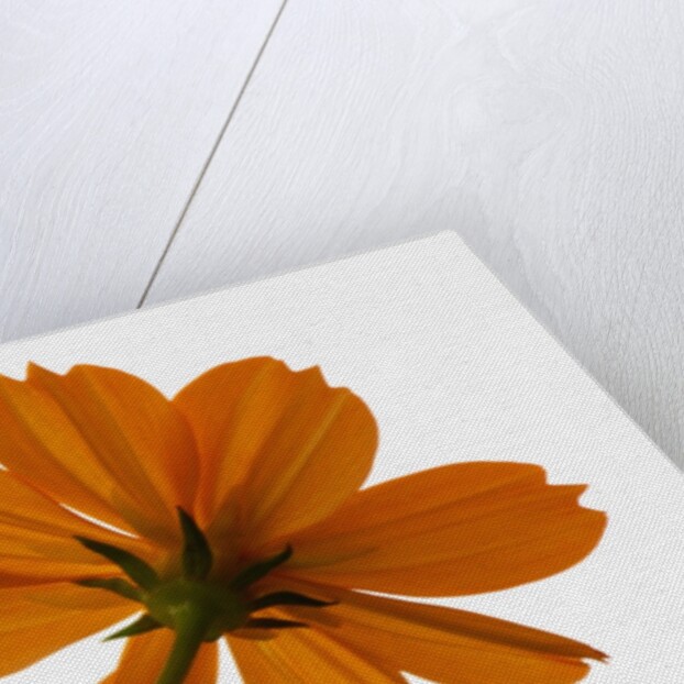 Close-up of an orange flower by Anonymous