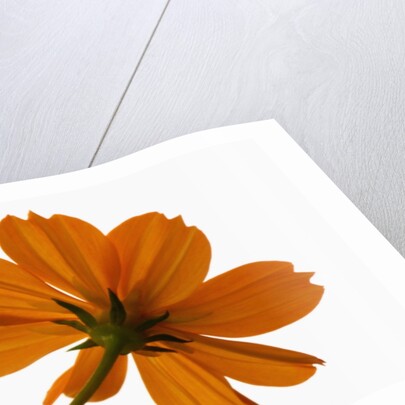 Close-up of an orange flower by Anonymous