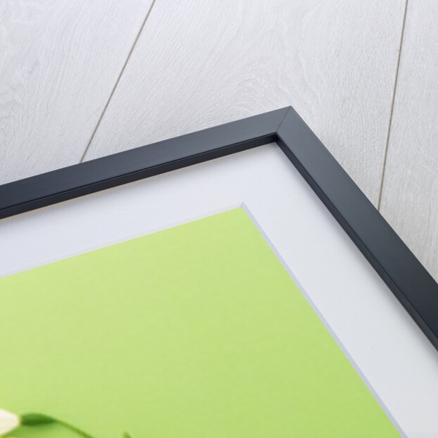 Snowflake by Anonymous