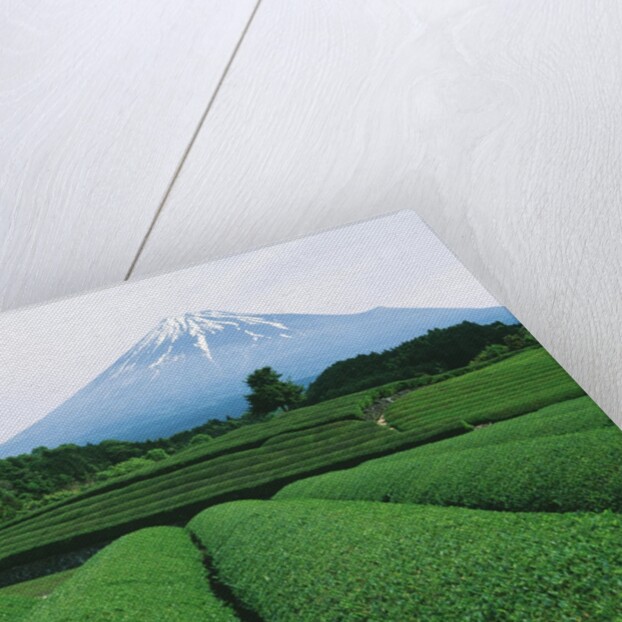 Mt. Fuji from tea plantation, Fujinomiya city, Shizuoka prefecture, Japan by Anonymous