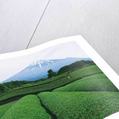 Mt. Fuji from tea plantation, Fujinomiya city, Shizuoka prefecture, Japan by Anonymous