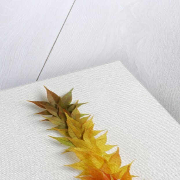 Autumn Foliage by Anonymous