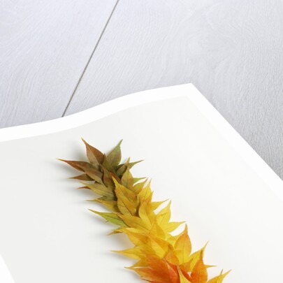 Autumn Foliage by Anonymous