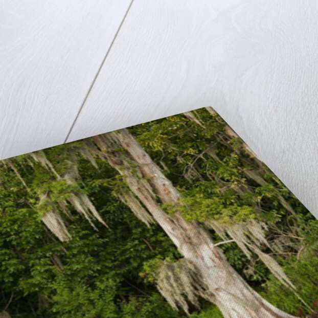 Bayou, New Orleans, Louisiana by Anonymous