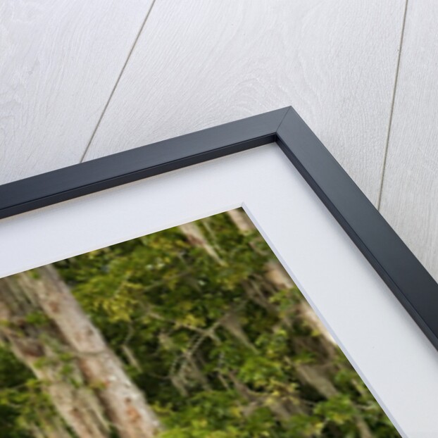 Bayou, New Orleans, Louisiana by Anonymous