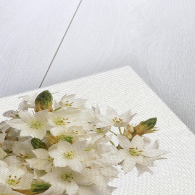 Bouquet of white flowers by Anonymous