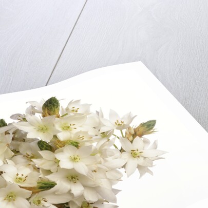 Bouquet of white flowers by Anonymous