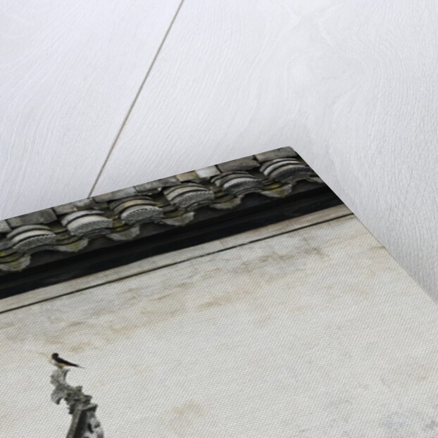 Birds on tiled roof in Xidi, China by Anonymous