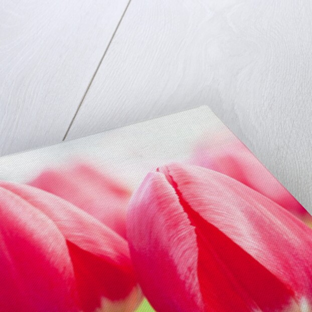 Dark pink tulips by Anonymous