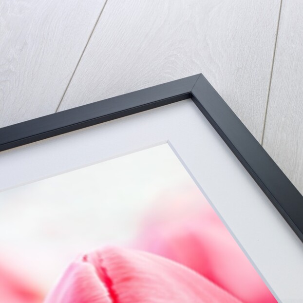 Dark pink tulips by Anonymous