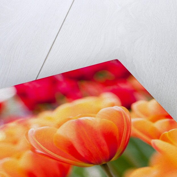 Orange and red tulips by Anonymous
