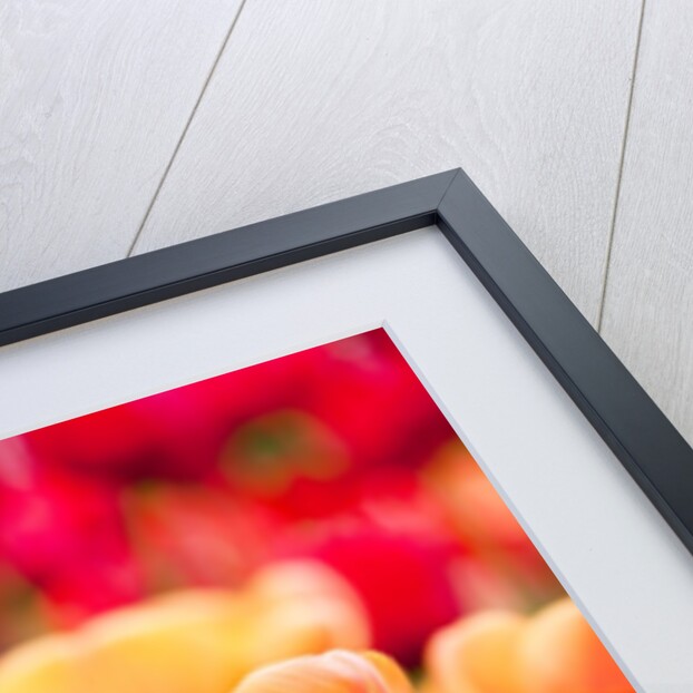 Orange and red tulips by Anonymous