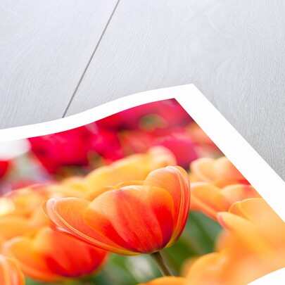 Orange and red tulips by Anonymous