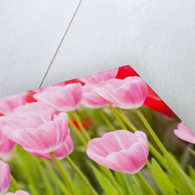 Pink tulips by Anonymous