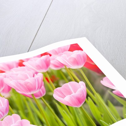 Pink tulips by Anonymous