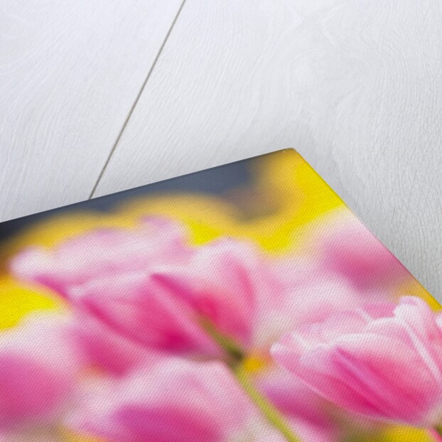 Light pink tulips by Anonymous