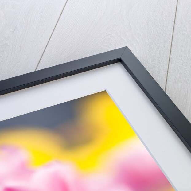 Light pink tulips by Anonymous