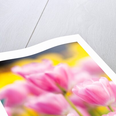 Light pink tulips by Anonymous