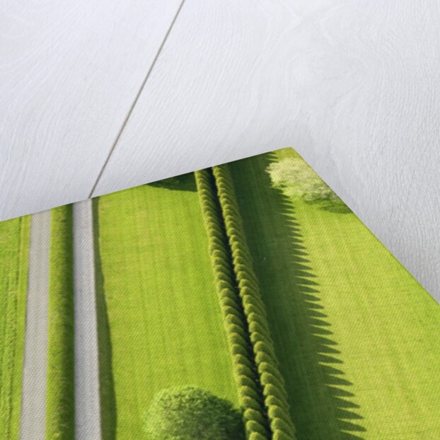 Hedge in The Hamptons by Anonymous
