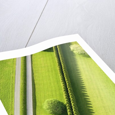 Hedge in The Hamptons by Anonymous