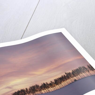 Sunrise over a snow covered field in Hokkaido, Japan by Anonymous