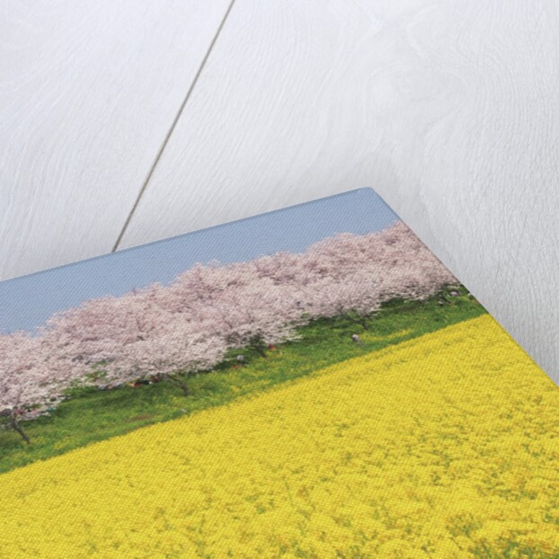 Rape blossom field lined with blossoming cherry trees, Satte, Saitama Prefecture, Japan by Anonymous
