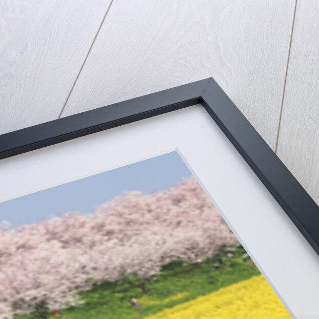 Rape blossom field lined with blossoming cherry trees, Satte, Saitama Prefecture, Japan by Anonymous