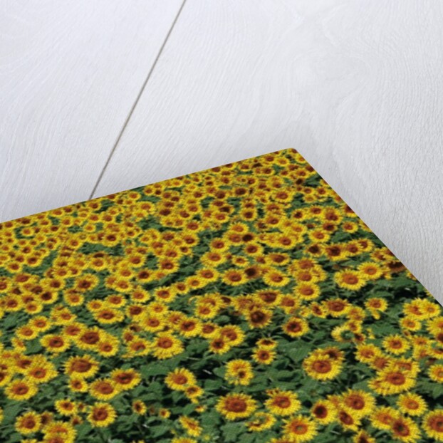 Sunflower field in Hokuto, Yamanashi Prefecture, Japan by Anonymous