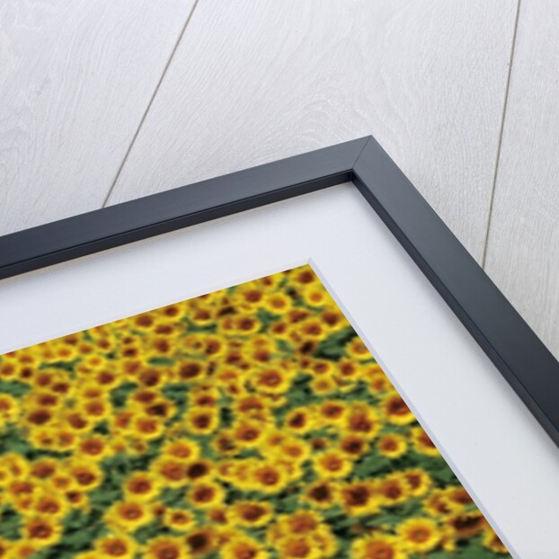 Sunflower field in Hokuto, Yamanashi Prefecture, Japan by Anonymous