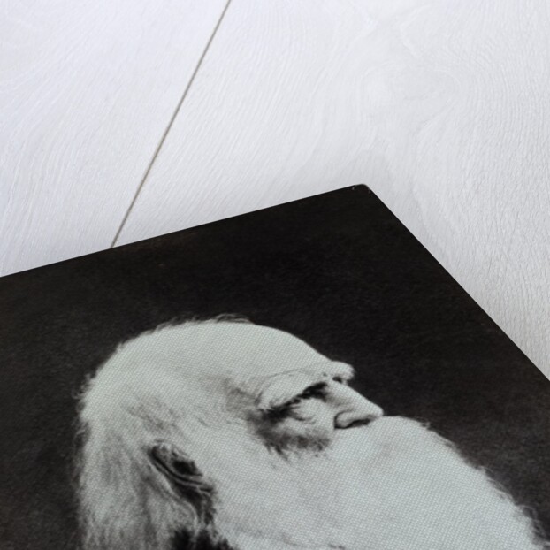 William Cullen Bryant by Anonymous