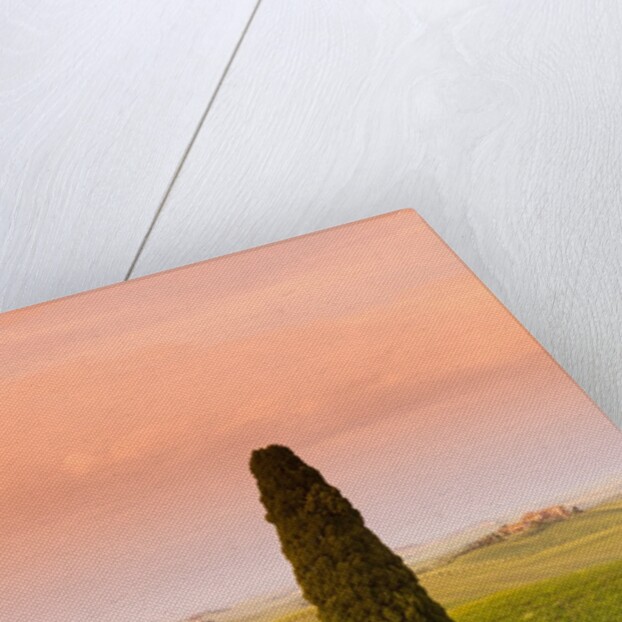 Cypress tree by dirt road at sunset by Anonymous