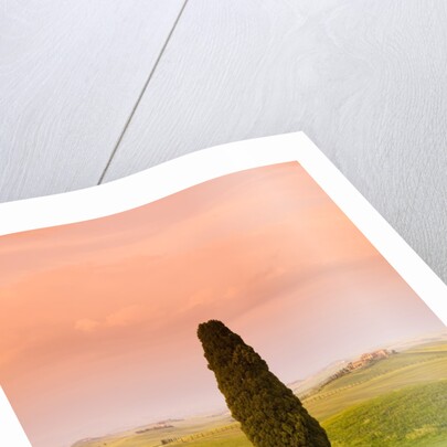 Cypress tree by dirt road at sunset by Anonymous