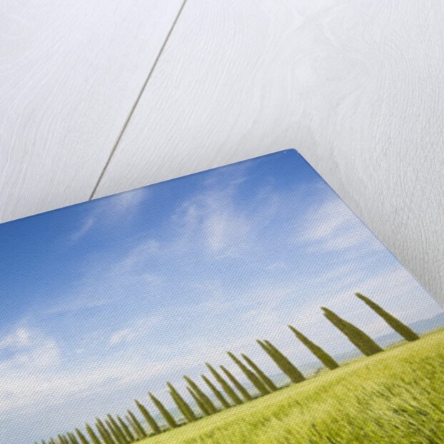 Tuscan landscape by Anonymous