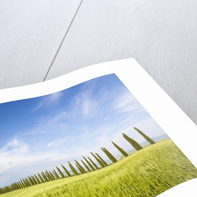 Tuscan landscape by Anonymous