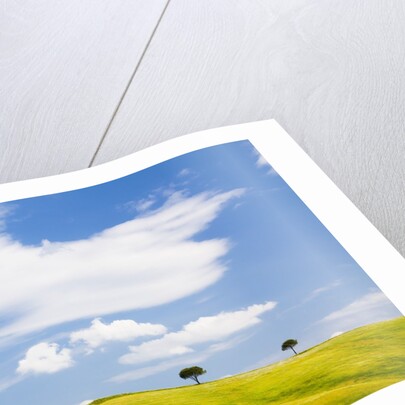 Pine trees on a ridge by Anonymous