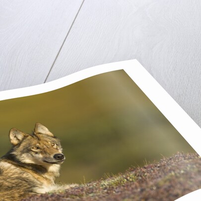Young wolf resting on tundra in Denali National Park by Anonymous