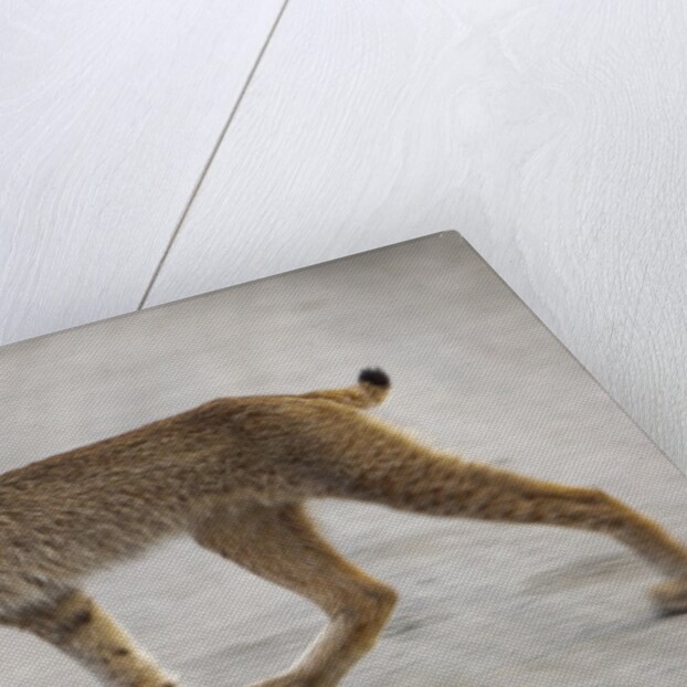 Young lynx crossing road in Denali National Park by Anonymous