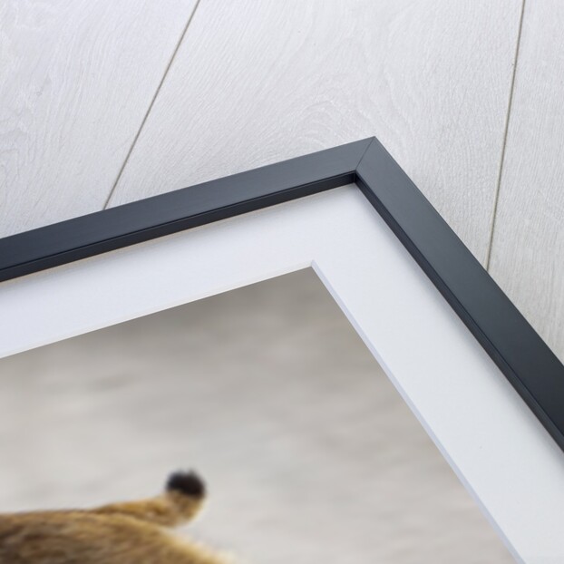 Young lynx crossing road in Denali National Park by Anonymous