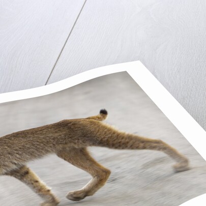 Young lynx crossing road in Denali National Park by Anonymous