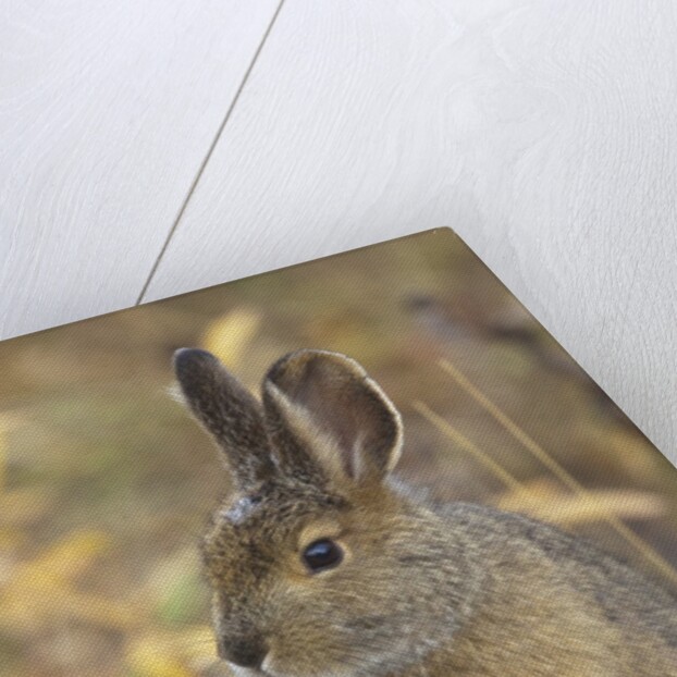 Snowshoe hare in Denali National Park by Anonymous