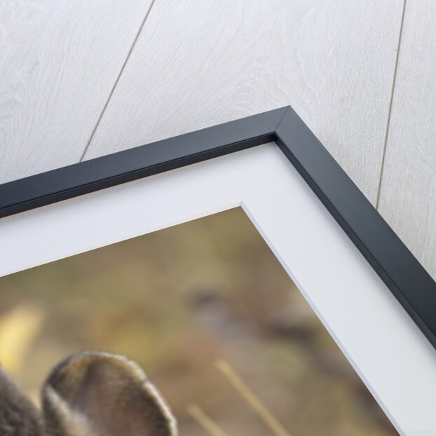 Snowshoe hare in Denali National Park by Anonymous